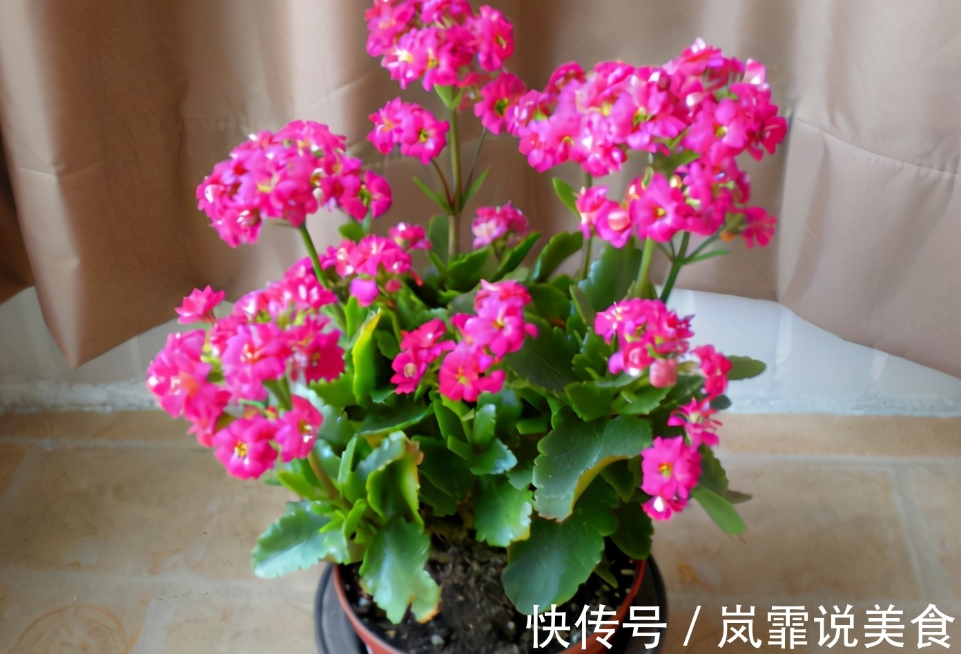 肥料|蛋壳的营养、制肥方法、养花的好处,大家知道多少