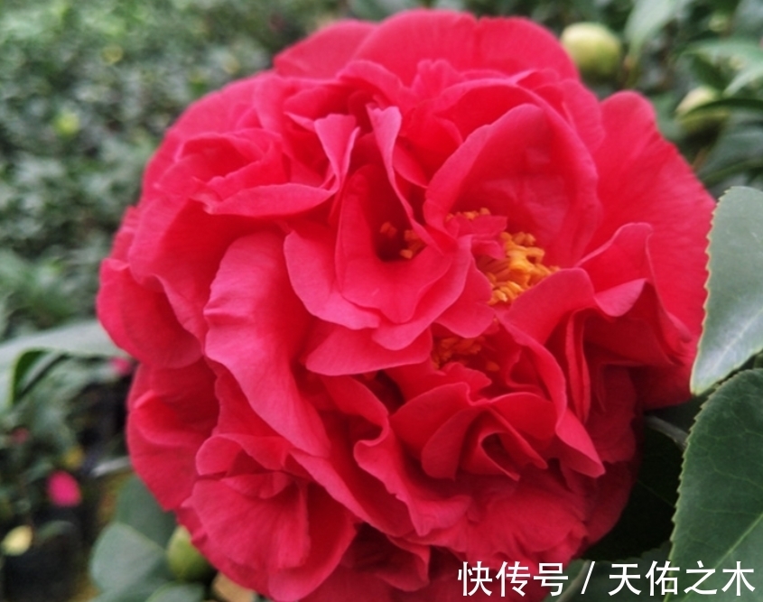 茶花|比牡丹还美的茶花,花大色艳浓香,花开一茬接一茬,好看又好养
