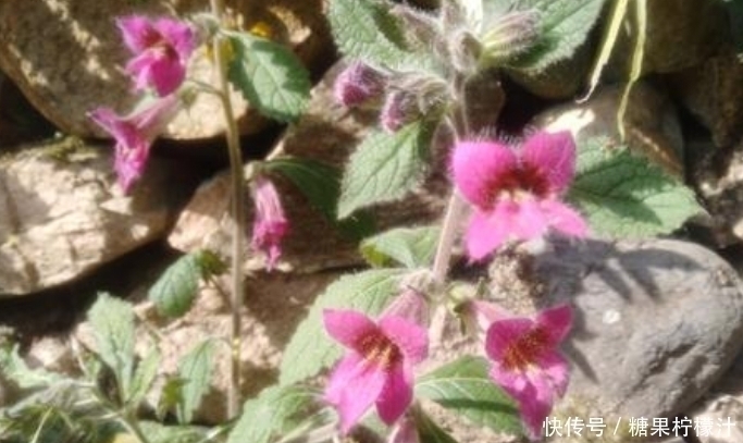 杂草|它是“四大仙药”之一，若长在你家屋顶，是你福气，别以为是杂草