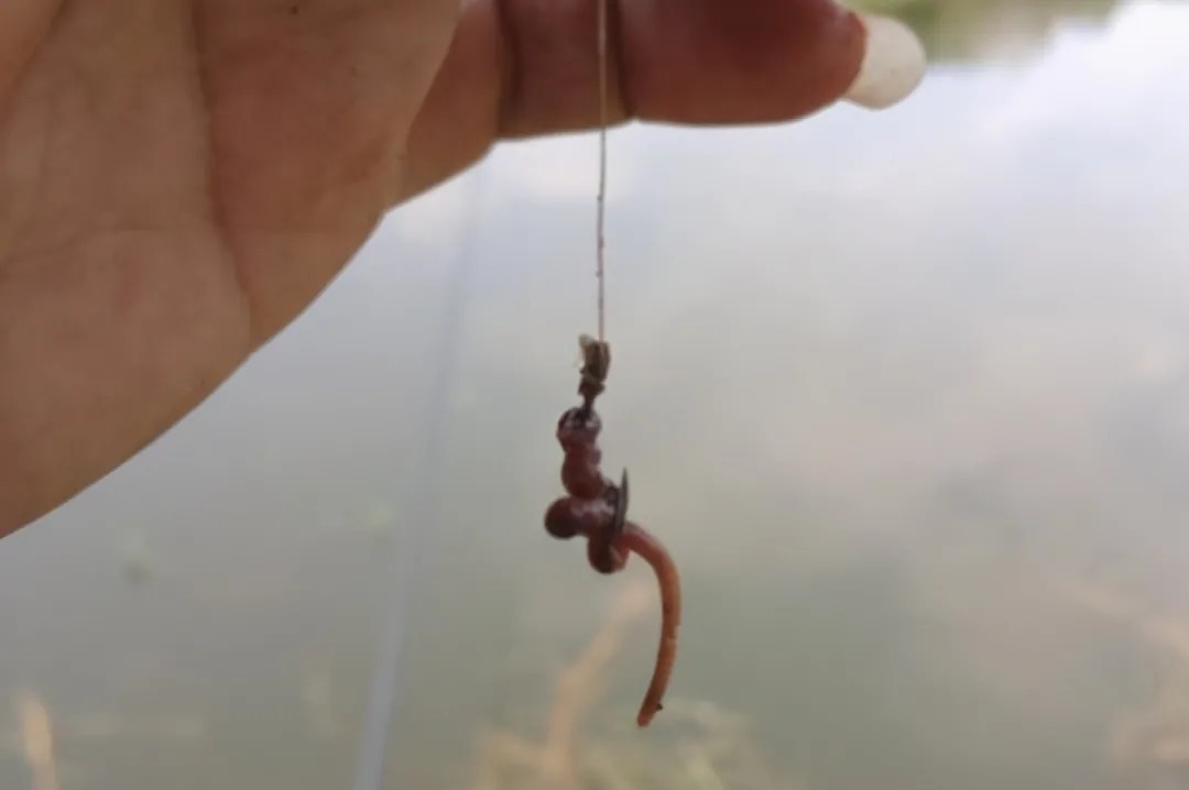 饵料|秋季,大板鲫也不爱吃饵?老钓手传授你几招,大鱼疯狂咬钩子!