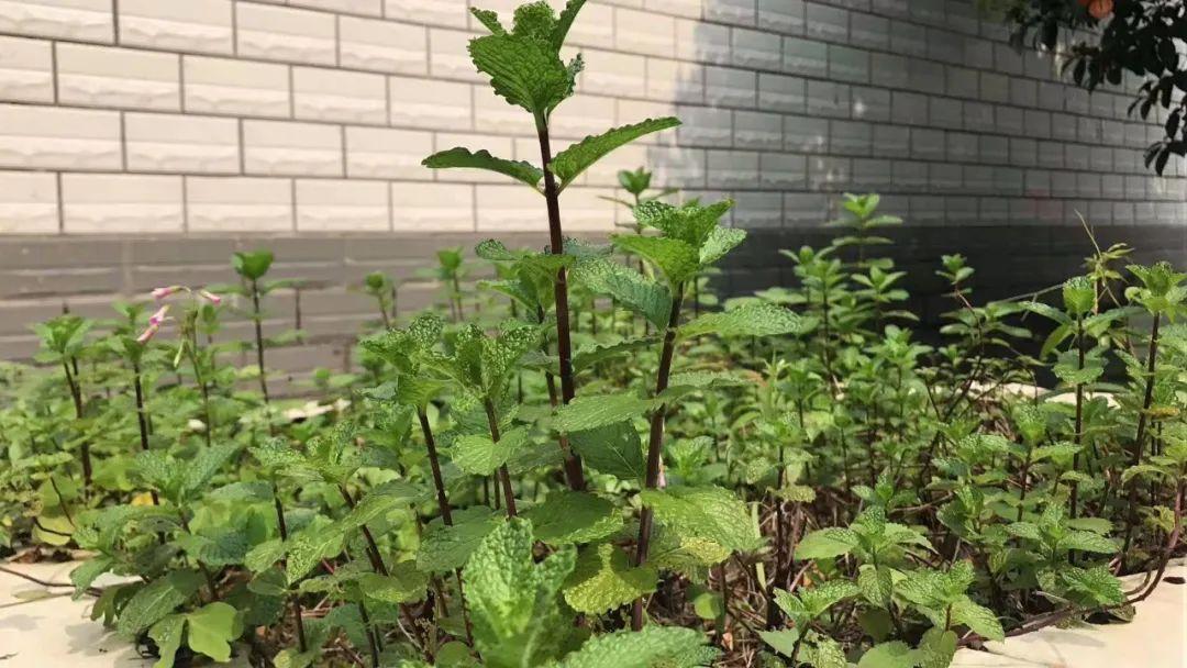 扦插|邻居的院子夏日几乎没“蚊虫”,原来是因为养了3种花,我也要养