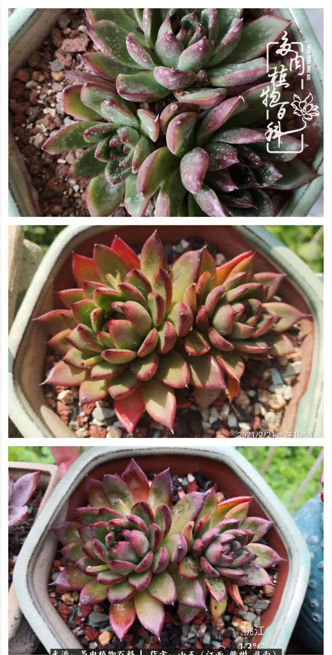 懵懵懂懂入肉坑,跌跌撞撞养多肉