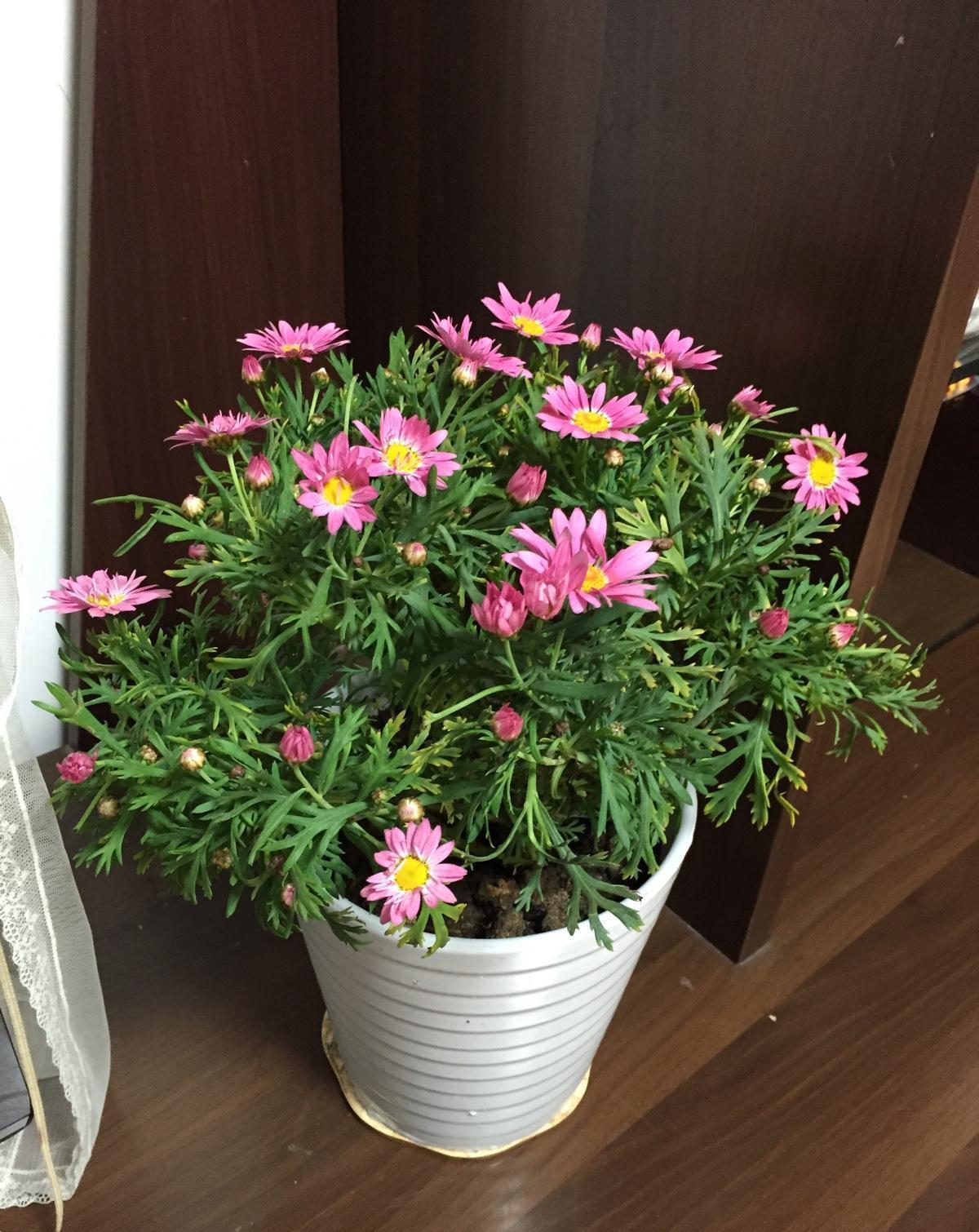 铜钱草|狠心“剃头”效果好,养花就该这样做,特别是对它们