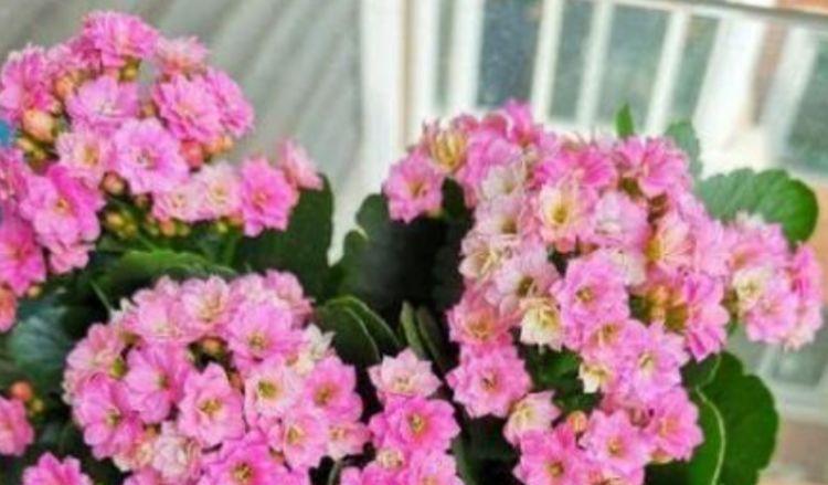 此花超漂亮,沾土就活,花朵大花期长,比牡丹还美