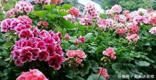 4平方米的小阳台,种上三种花,能养上百盆,开成小花园!