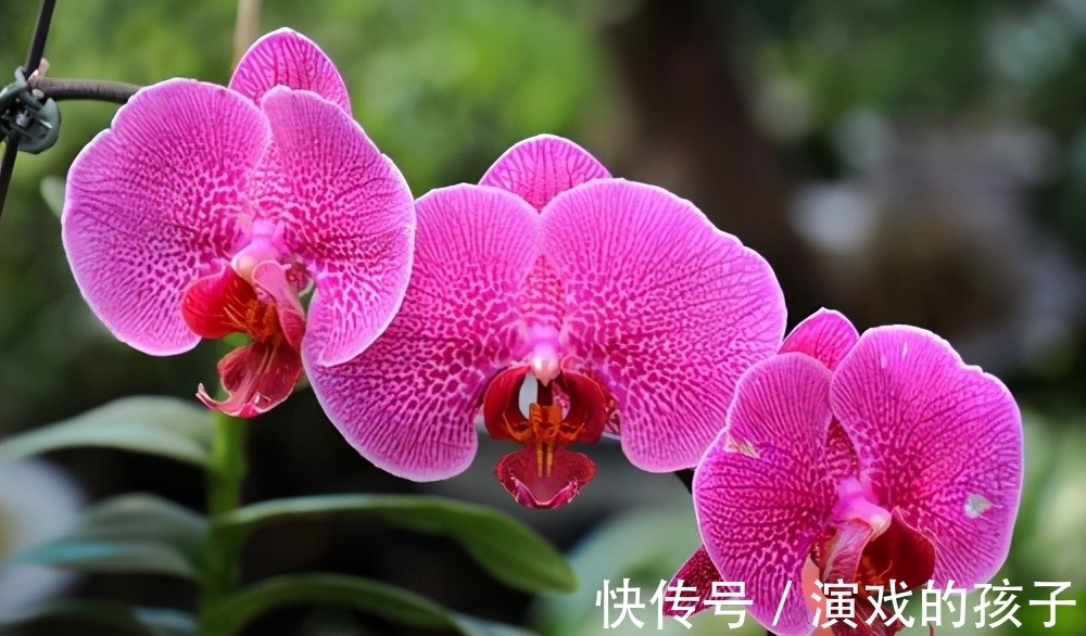 养殖|蝴蝶兰注意这4点,花苞绽放,越来越美