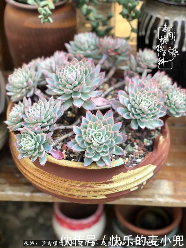 多肉，一位来自神奇大自然的良师益友！