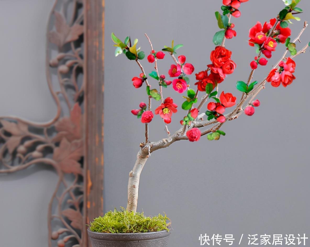 长寿冠海棠花,高颜值老桩盆景!打理好这些开花早又多