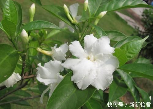 茉莉花|这个花你见过吗?虽然名字不好听,但是非常好看