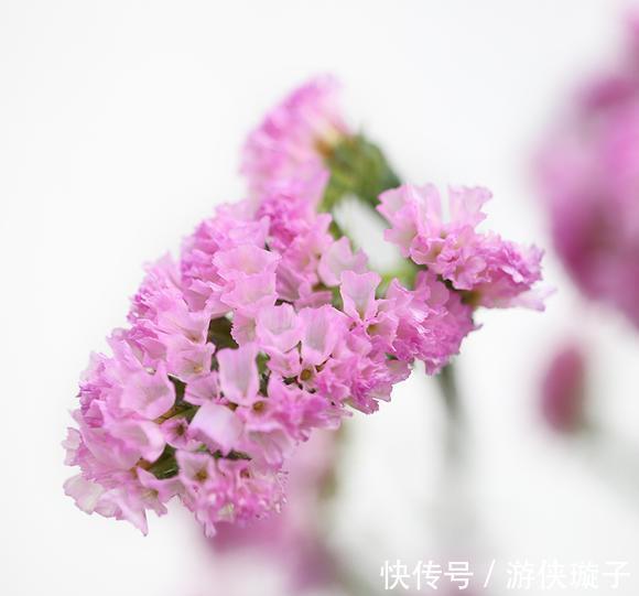 花语是至死不渝的爱的3种花,个个都很美,而且还容易养