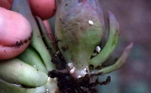 养花防治蚧壳虫，不用药该怎么办？这样干，轻松“断根”