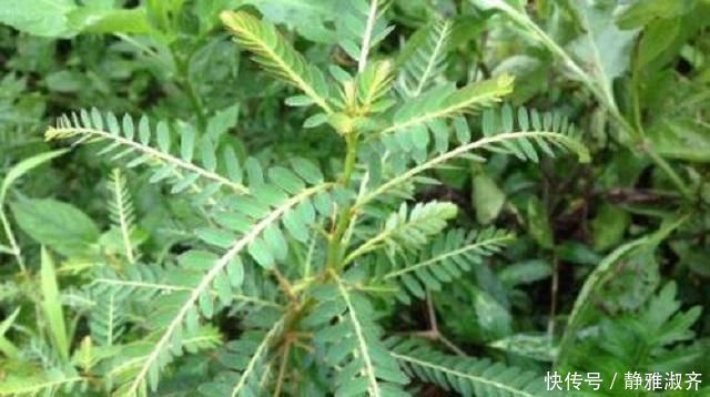 扎堆|农村异草扎堆,可惜无人识全当作野草,此物名为鸡骨,药效很惊人