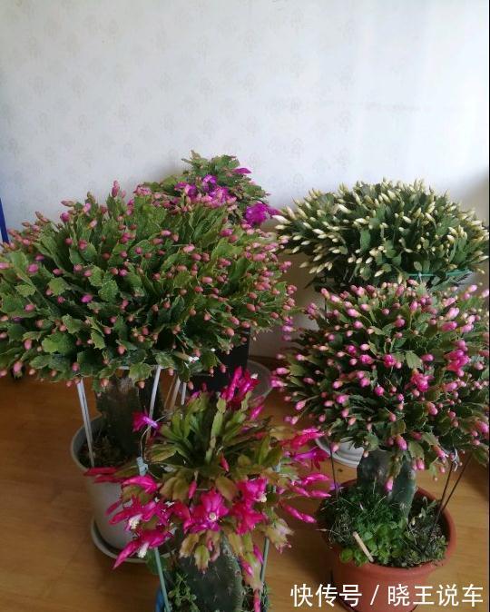 蟹爪兰满头大花苞，噼里啪啦全掉了？教你3招，满满的花芽挤爆了