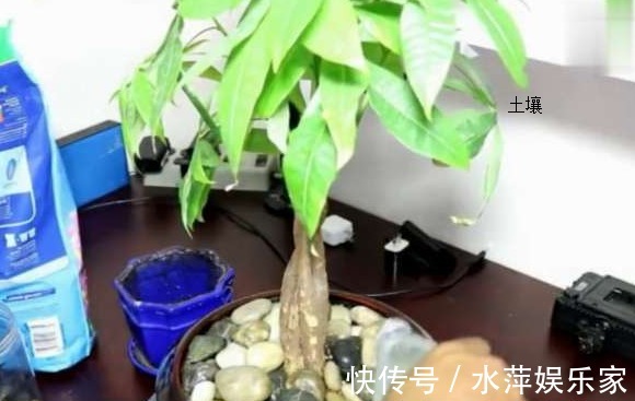 黄叶|养发财树做好这三点,不黄叶、不烂根,枝繁叶茂,不断窜新芽