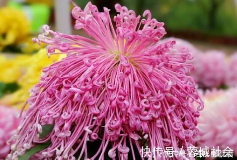 阳台上|5种花是花中劳模，一年四季开花不断，繁花似锦，开花娇艳
