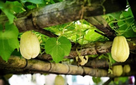 颜值|分享5个创意庭院设计,颜值高、功能多,朋友参观倍有面子