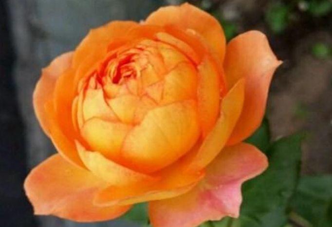 4种花很耐养,沾土就能活,花量大不操心,越养越喜欢