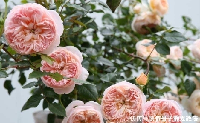 到了夏天,6种花变成“大水桶”,一天不浇就变丑,浇水就绿油油