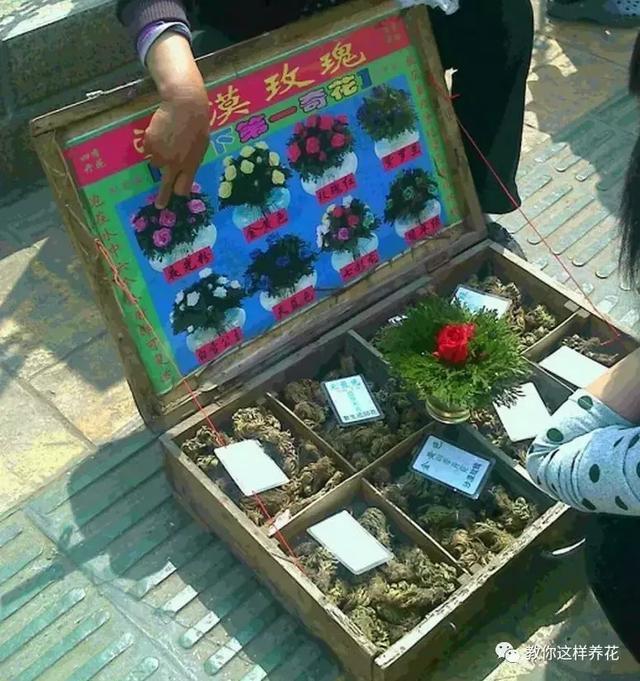 逛街碰到2种花，再喜欢也别买，买了就上当，根本活不了！
