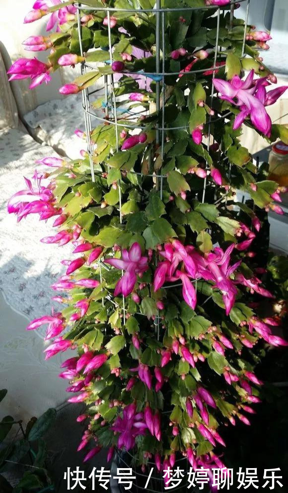 养花技巧养蟹爪兰,要舍得摘叶子,摘完新叶嗖嗖冒,入秋才有花