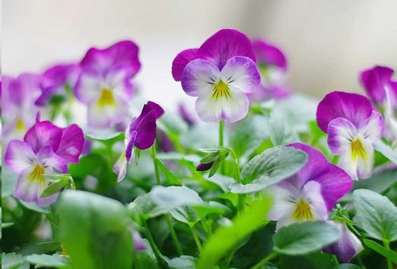 风信子|这18种超级好养的植物,养花新手也能养的很好!