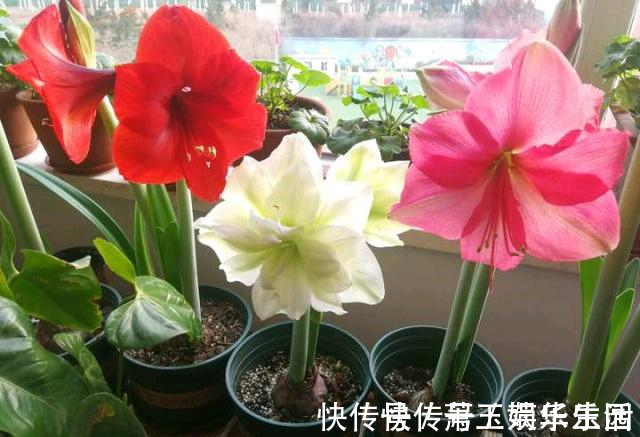 花色|客厅别养“10种花”,虽然很漂亮,却是不利于健康的“危险花”