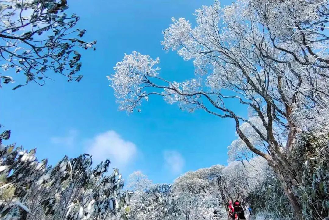 天台|天台绝美雾凇打卡地！这里有着南方人对冰雪的天然向往……