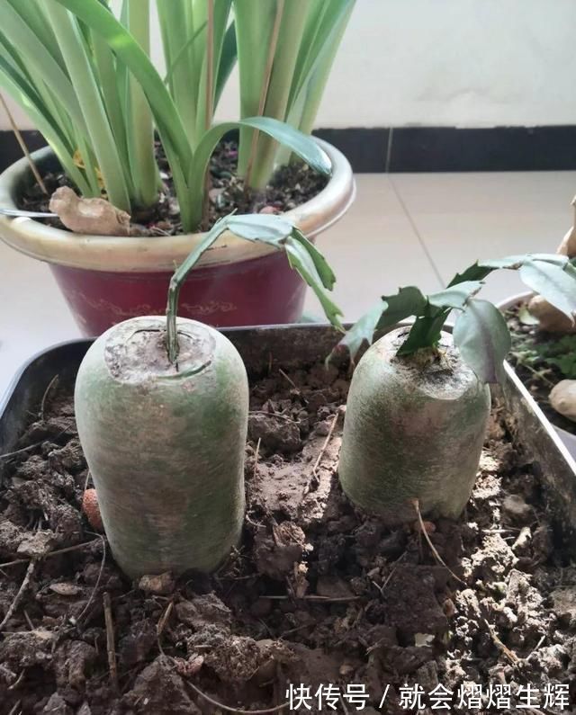 叶仙|蟹爪兰插萝卜上，也能嫁接？这波操作还是头一回见