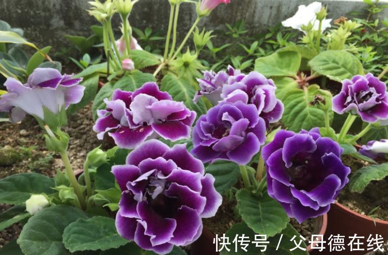 适合冬天的6种盆栽花，皮实好养颜值高，香味清新超迷人