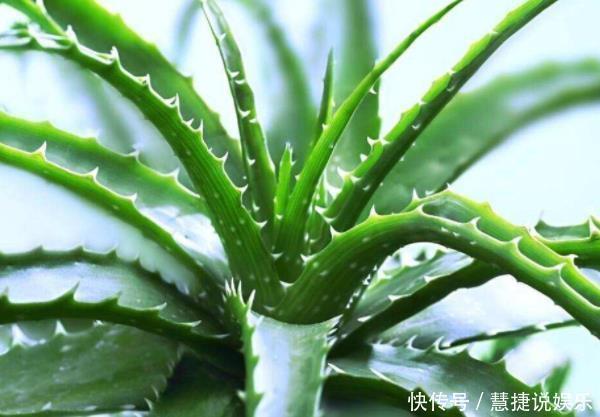 健康|聪明人都养“4种花”,身体越住越健康,起码长寿十年