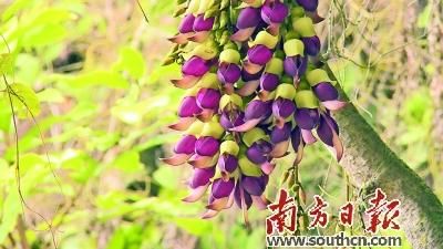 中年|南方日报:禾雀花开迎客来