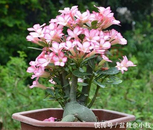 4种漂亮花,再舍不得也要搬出去,越狠狠晒,越开花满枝头