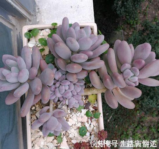 盆栽|这3款多肉,叶片粉嫩嫩,自带少女风,居家盆栽看着真撩人