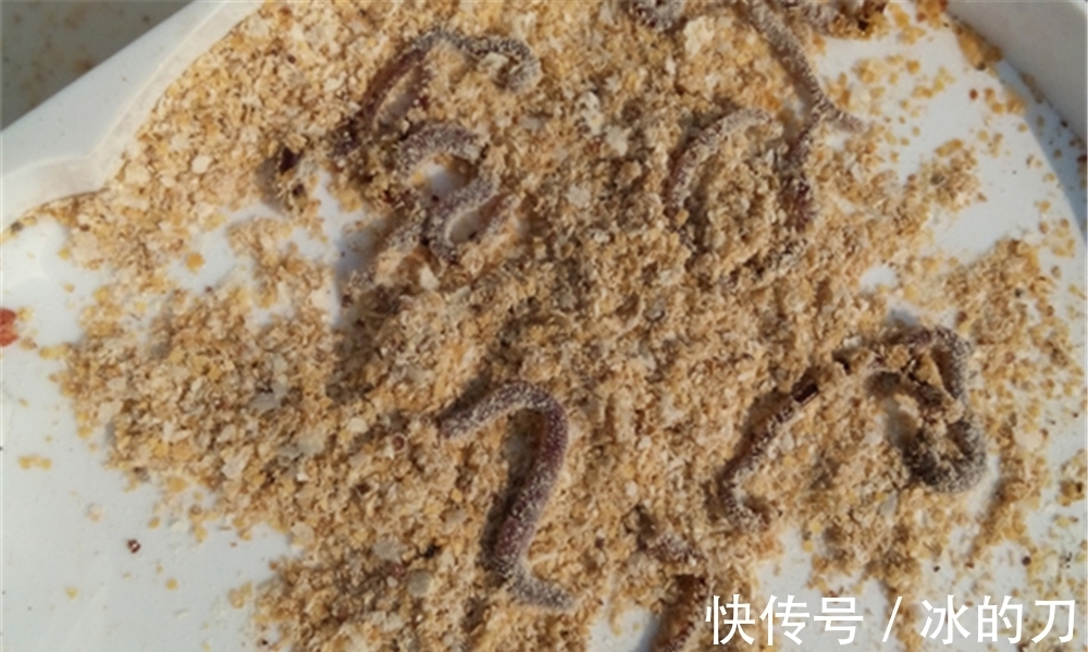 冬季钓鱼,上几条鱼就停口?是打窝之后少了一步,这步骤冬季独有