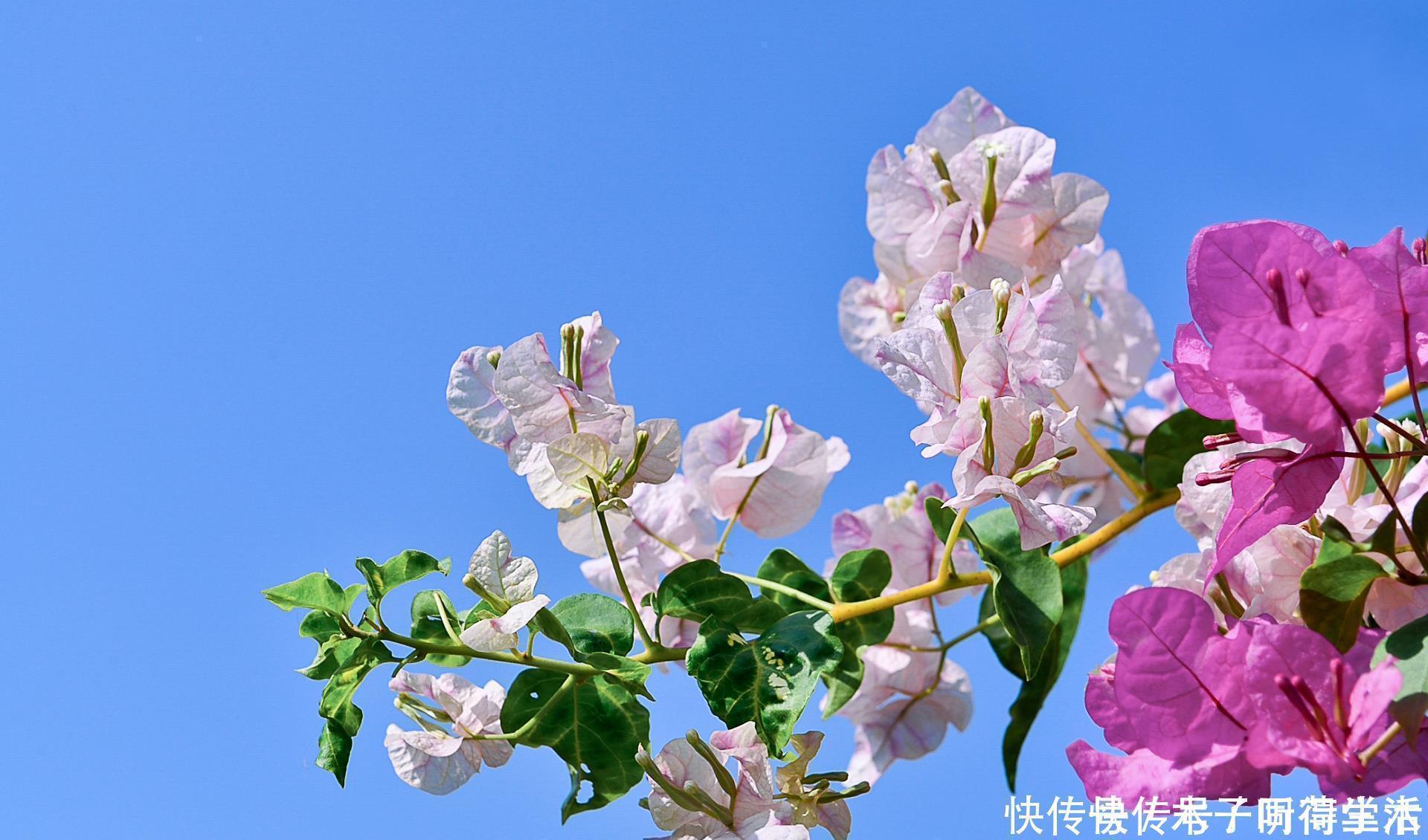 容器|三角梅泡水多久能生根?用这个方法很快就可以