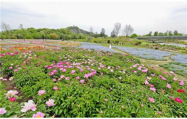 辰山植物园网红花海又添新宠——情花芍药唯美绽放