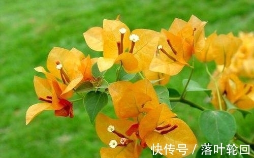 莲花|4种花好养易活开花漂亮,花美色艳,还能散发清香