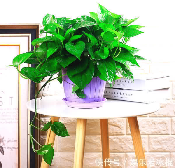 浇花|浇花用这3种“水”，水肥兼顾，省劲又效果好，制作方法简单