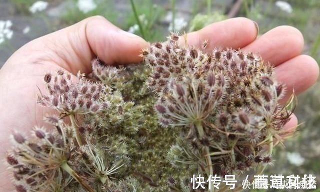 我们来了|如果它刚好长在你家地旁,请记得采摘草籽,有价值,并且很珍贵