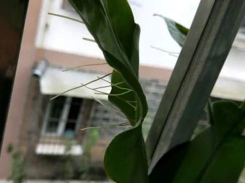 花在半空中生根了？恭喜你，又多了一棵花