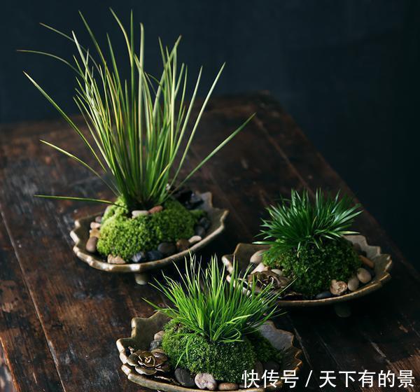 干旱|3种“野草”,挖回家里做“盆景”,价格飙升,仿古大气,别错过
