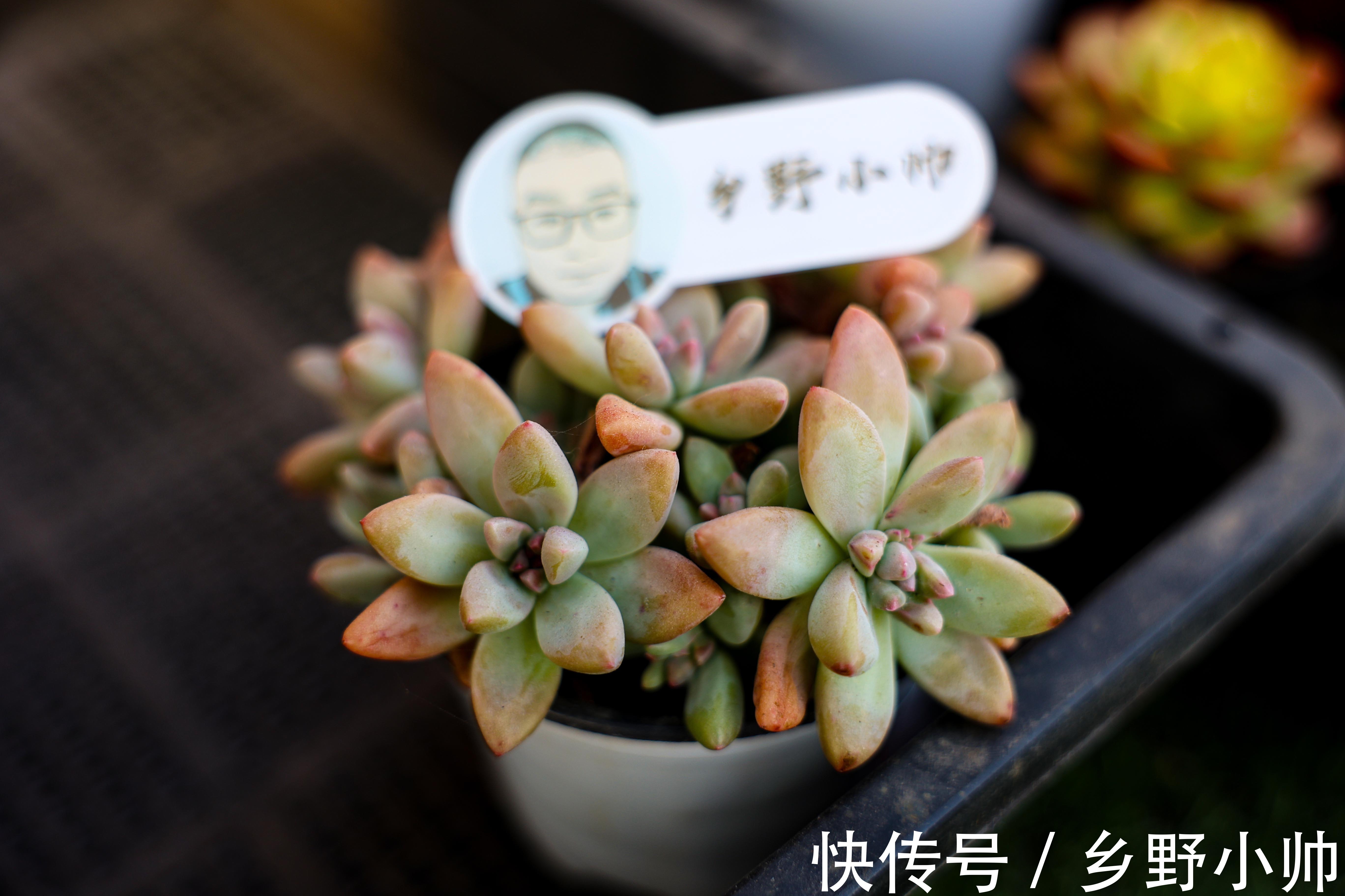 梦幻女王、秋丽、红浆果,三款高颜值多肉,个个诱人