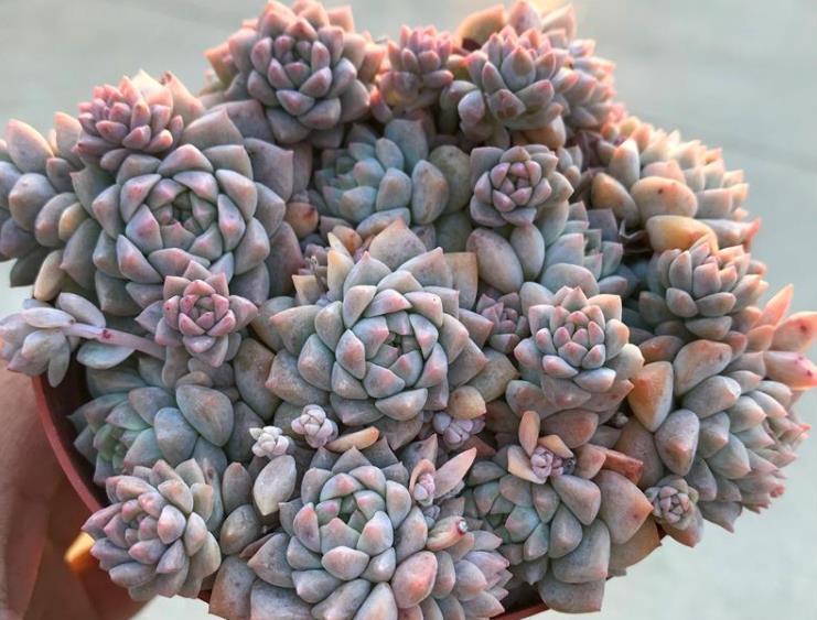 多肉长花箭就剪掉?4种多肉,“花箭”再多也不能剪,剪了后悔