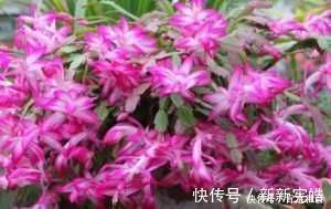 蟹爪兰|夏天养“蟹爪兰”4秘诀，叶片肥厚蹭蹭长，到了秋季就开花，管用