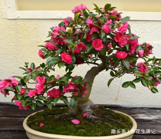 想让茶花生长快开花多，避开这些“错误”养护，开花简单不烂根