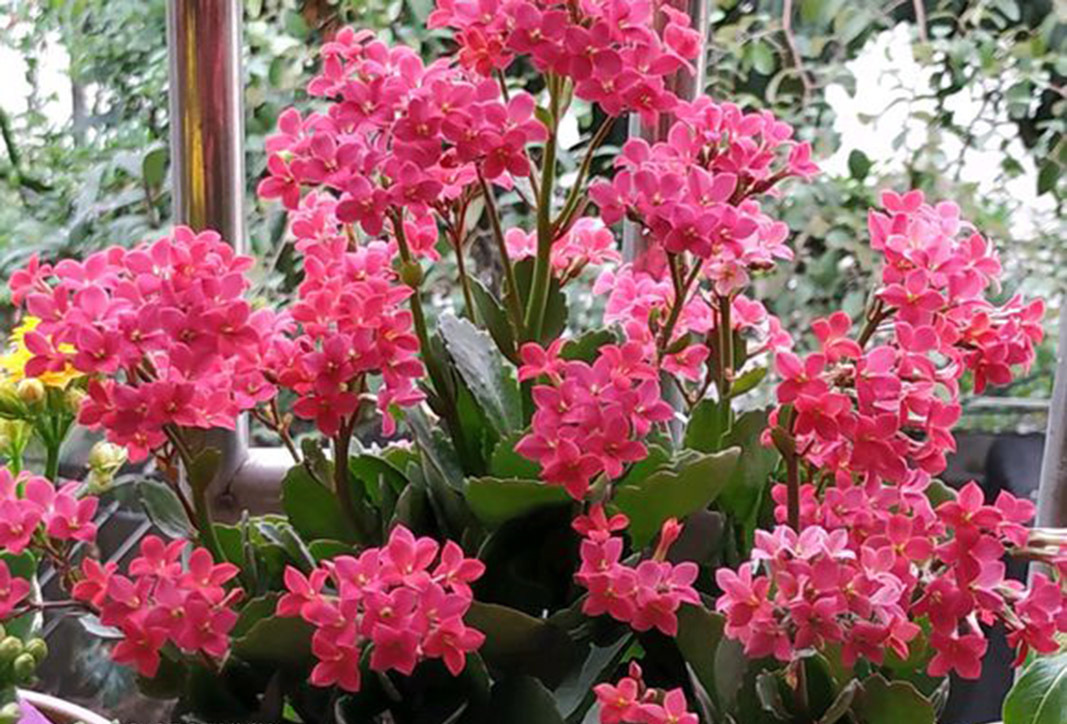 养花不开花，盆里缺了“它”，只浇一点点，飞快开花，刹不住闸