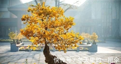 银杏树|家门口种上3棵树,聚气养人旺三代,富贵人家都种了