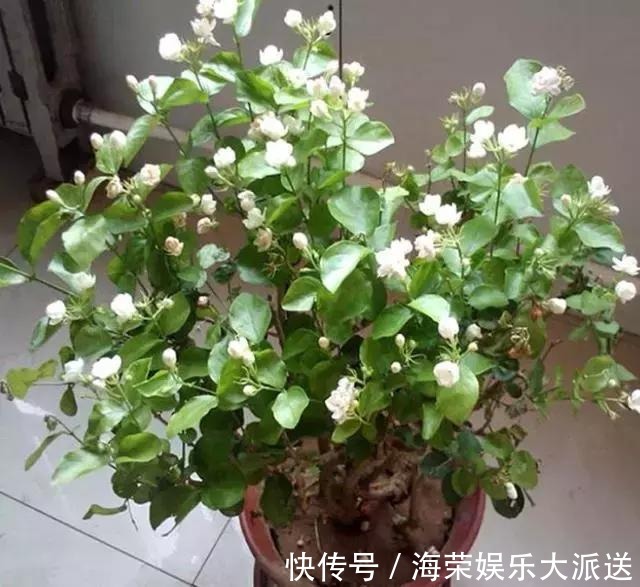 王阿姨这么养茉莉花,花更美,味更香,邻居纷纷来取经!