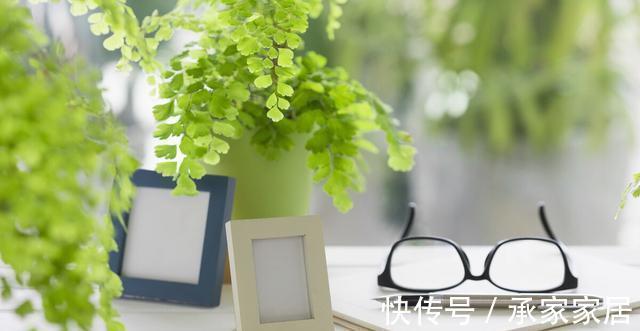 花友|3种有品位,有格调的绿植,养在家里很吸睛