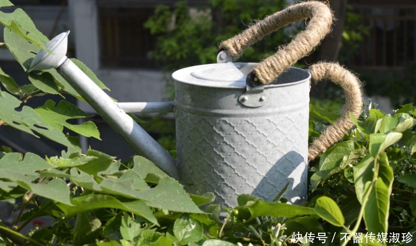 想养花先学浇水，教你两个小诀窍，轻松判断水质养好花